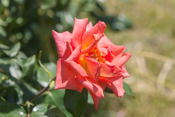 Beautiful orange rose in garden