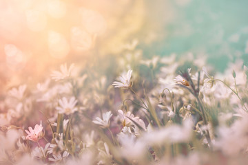 Flowering white flower in meadow - beautiful nature