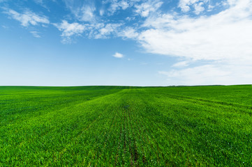 Fototapeta premium A green wheat field against a blue sky with clouds. Juicy Ful Color Green