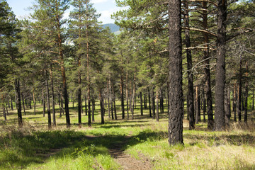 Forest landscape