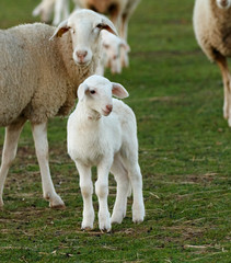 Fototapeta premium Beautiful lamb next to its mothe