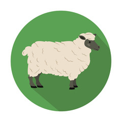 Cute sheep on green background.