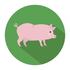 Cute pig on green background.