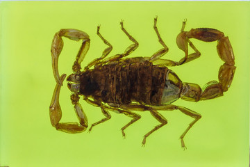 the Scorpion insect on a green background