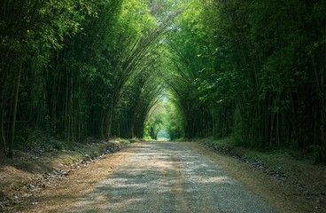Naklejka premium Tunnel bamboo tree and walkway : Thailand