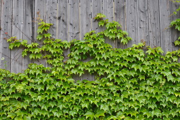 Efeu an der Holzwand