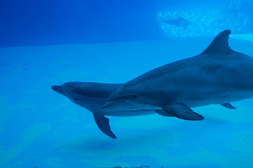 Obraz premium Delfino