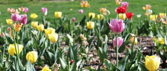 Landscape of tulip flowerbed