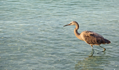 Reddish egret, Florida
