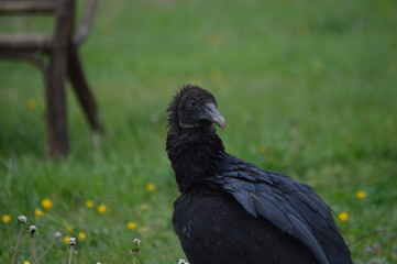 Black Vulture Tresspassing