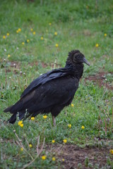 Black Vulture Tresspassing
