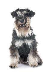 miniature schnauzer in studio