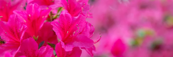 Foto op Aluminium Panorama or web banner with pink azalea flower on a pink  background © HildaWeges