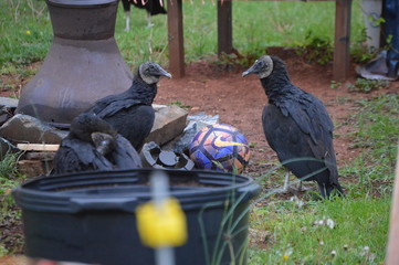 Black Vulture Soccer