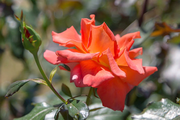 Beautiful orange rose in garden