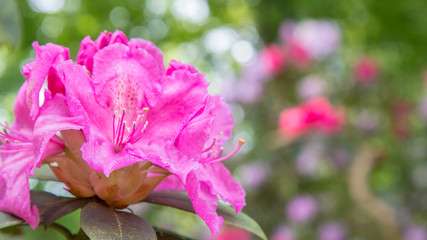 Obraz na płótnie Canvas Panorama or web banner with pink azalea flower on a pink background