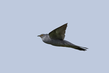 Common cuckoo (Cuculus canorus)