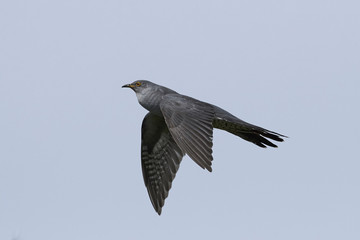 Common cuckoo (Cuculus canorus)