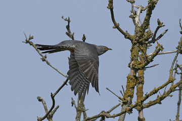 Common cuckoo (Cuculus canorus)