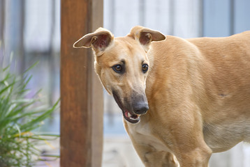 Beautiful young greyhound outdoor in the garden
