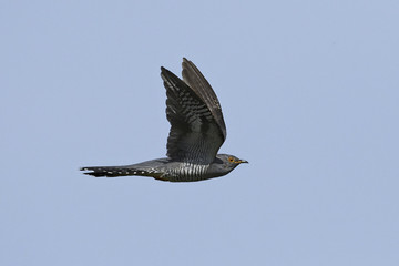 Common cuckoo (Cuculus canorus)