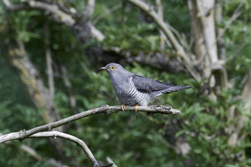 Common cuckoo (Cuculus canorus)