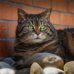 Naklejka na ściany i meble Getigerte Katze mit rundem Gesicht und grünen Augen liegt entspannt auf Steinen