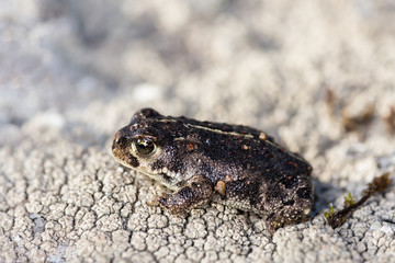 Natterjack Toad, Epidalea calamita. Small toad in its natural environment.