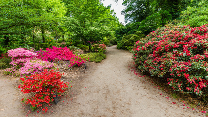 Colorful blooming azalea buches in the park in all kinds of colors