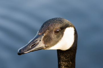 Portrait of Canada goose in water