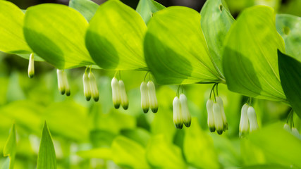 Close-up Polygonatum or King Solomon's seal with little white bell flowers hanging beneath the leaves in the forest