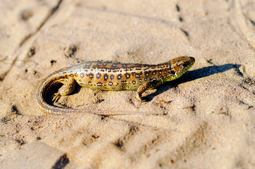 Zauneidechse (Lacerta agilis)