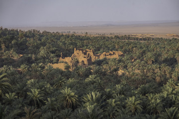 Fototapeta na wymiar Ruins of old houses in palm oasis of Sahara desert, Algeria