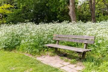 A bench in the park between blooming white flute herb