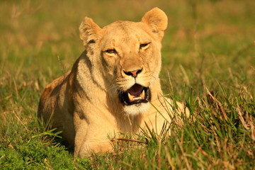 Fototapeta na wymiar Leoa na savana africana