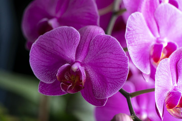 Fototapeta na wymiar Beautiful phalaenopsis