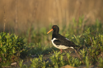 Oystercatcher_