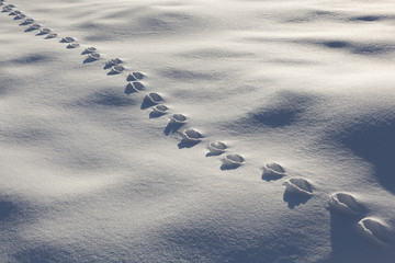 Animal tracks in the snow