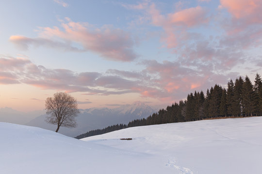 A lonely beech on snowy pastures of Mezzomiglio, Cansiglio Forest, Prealps of Belluno, Farra d&rsquo;Alpago, Belluno province, Veneto, Italy