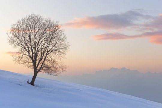 A lonely beech on snowy pastures of Mezzomiglio with Schiara group on background, Cansiglio Forest, Prealps of Belluno, Farra d&rsquo;Alpago, Belluno province, Veneto, Italy