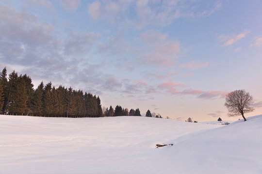 A lonely beech on snowy pastures of Mezzomiglio, Cansiglio Forest, Prealps of Belluno, Farra d&rsquo;Alpago, Belluno province, Veneto, Italy