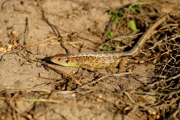 Zauneidechse (Lacerta agilis)  