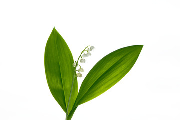 Lily of the valley flower on white background