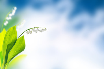 Spring landscape. flowers lily of the valley