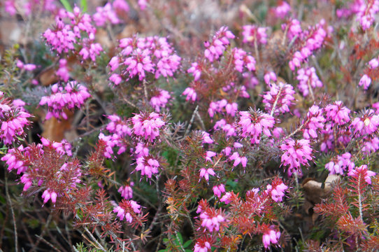 Erica Carnea Or Winter Heath Pink Plant