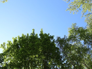 foliage of trees against the blue sky