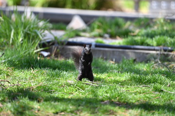 Obraz na płótnie Canvas Curious black squirrel in a park in Montreal-Canada 