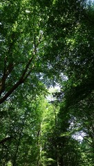 Fototapeta na wymiar Dichtes grünes Blätterdach in einem Laubald
