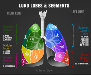 Human lungs infographic