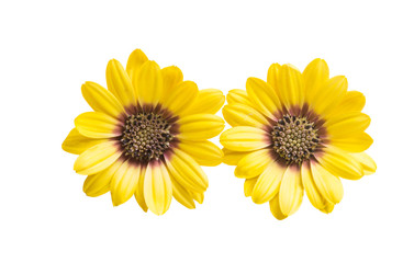 Naklejka premium Osteospermum flover yellow isolated